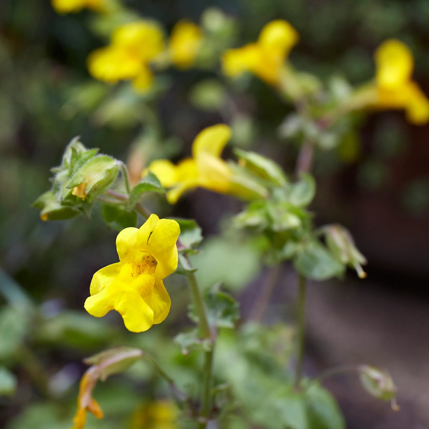 Common Monkey Flower Seeds