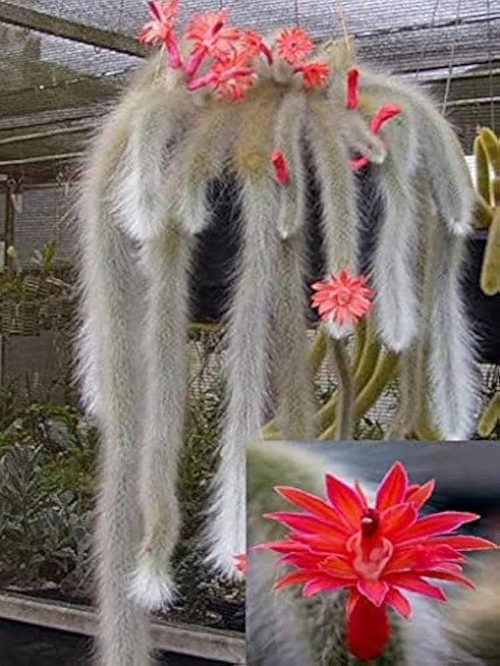 Hildewintera Colademononis- Monkey Tail Cactus - Cactus Plant Seeds for Planting - 100