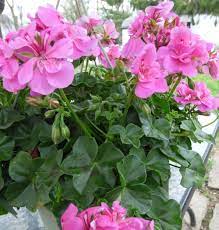Heirloom Mixed Ivy Geranium Flower Seeds – Non-GMO Planting Seeds for Your Garden Dhara Seeds
