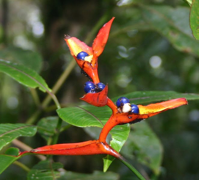 Heliconia Seeds for Planting – Organic, Heirloom, Non-GMO Exotic Flower Seeds