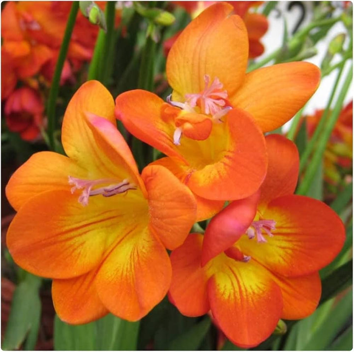 Organic Heirloom Yellow Orange Freesias Flower Seeds – Non-GMO Fragrant Seeds for Planting