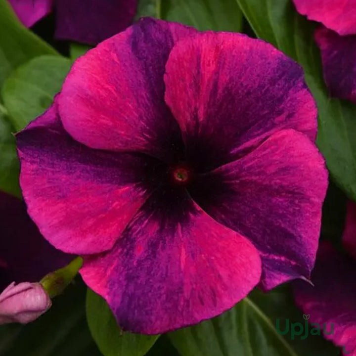 Purple Vinca Flower Seeds for Planting, 100