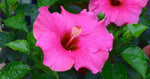 Heirloom Non-GMO Pink Hibiscus Flower Seeds – Bright Tropical Blooms for Garden Planting Dhara Seeds