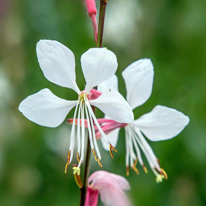 Gaura Flower Seeds for Planting, 100