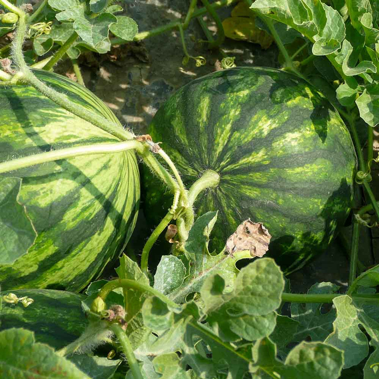 Yellow Crimson Watermelon Fruit Seeds for Planting - Grow Unique and Refreshing Watermelons