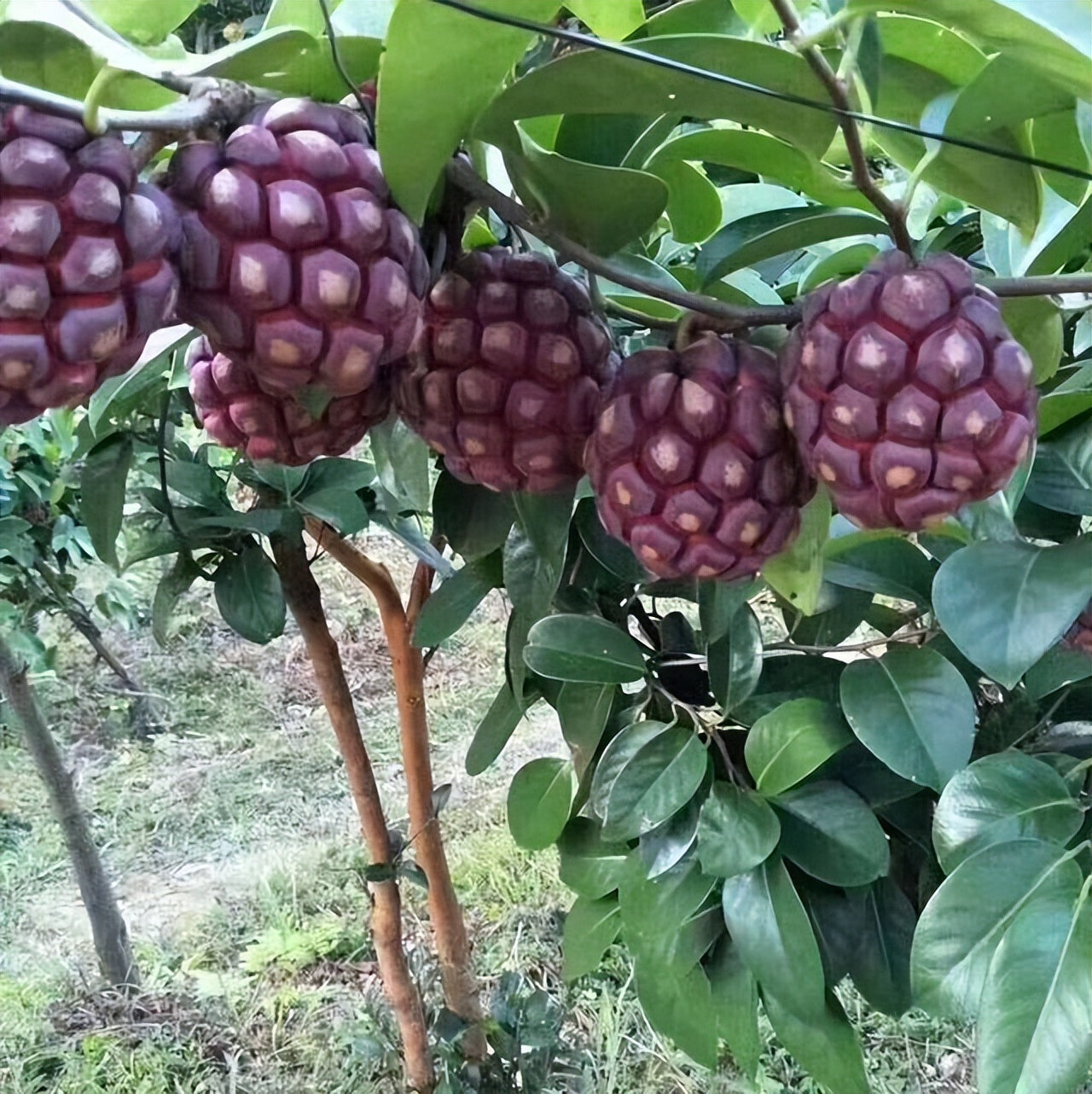 Kadsura Coccinea Fruit Seeds, Unique and Hardy Fruit for Your Garden