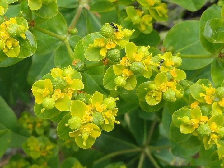 Heirloom Euphorbia Lathyris Flower Seeds for Planting, Non-GMO