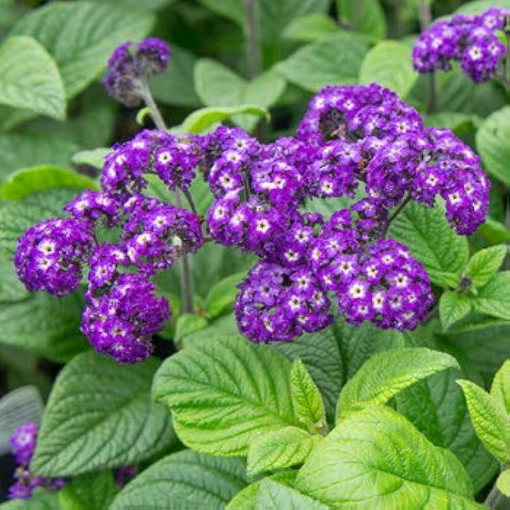 Fresh Heliotrope Flower Seeds for Planting - 100
