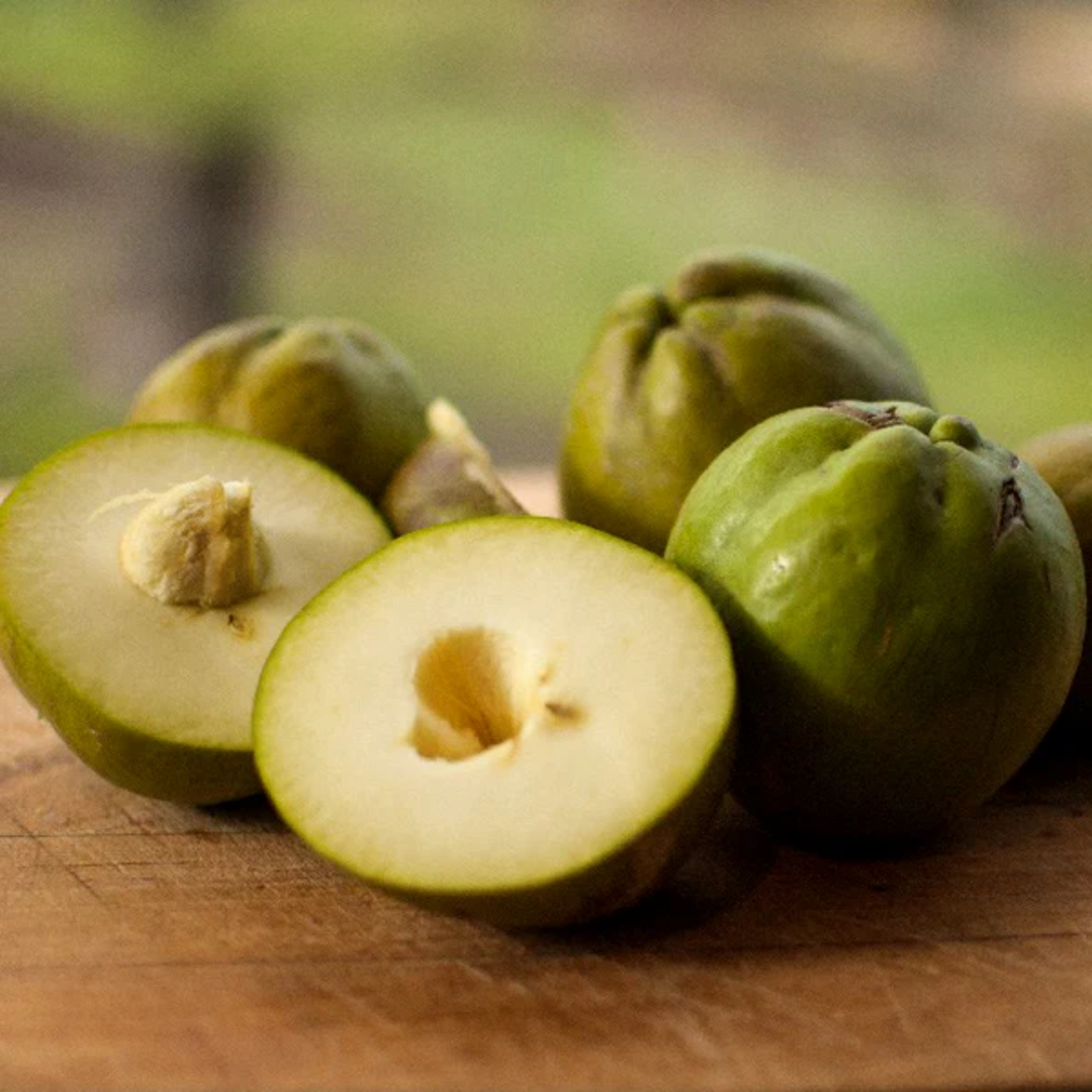 White Sapote (Casimiroa edulis) / Common Name: White Sapote