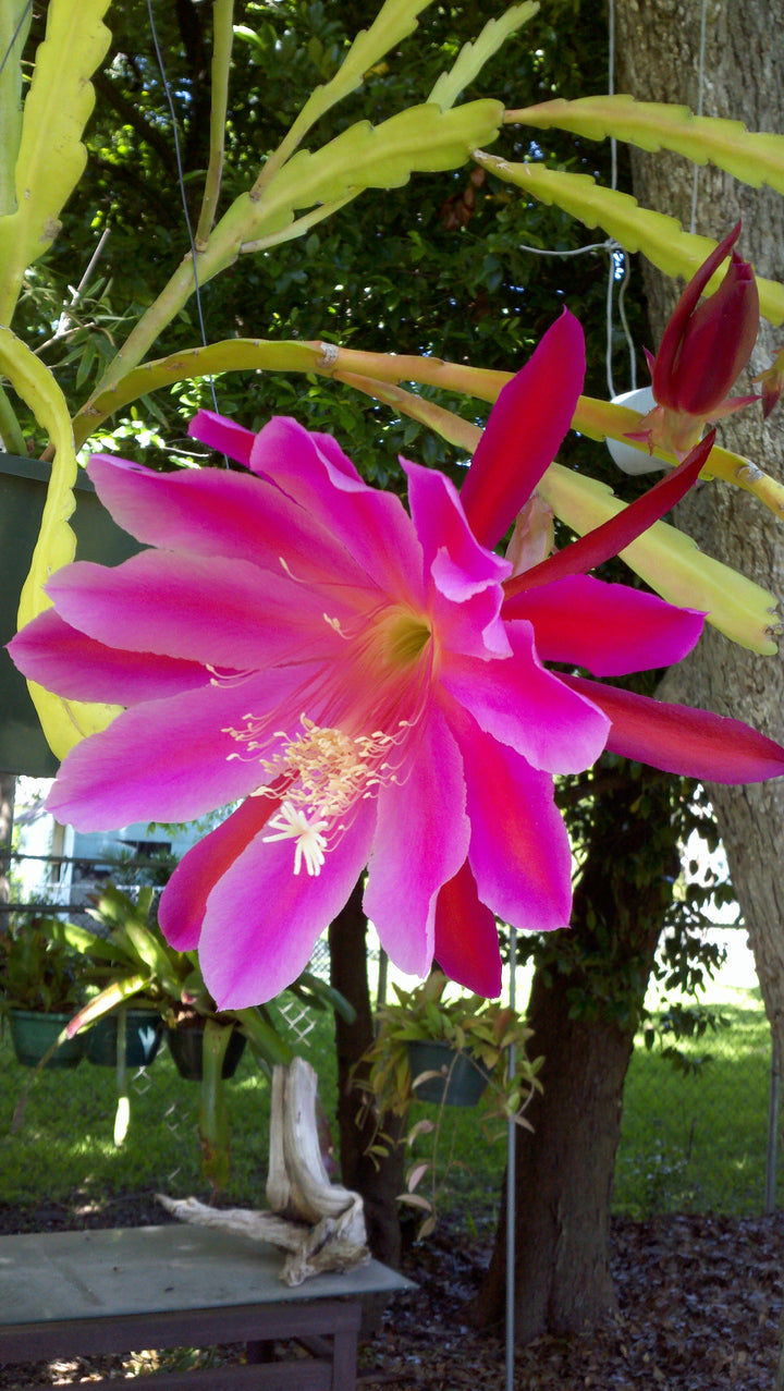 Heirloom Pink Epiphyllum Oxypetalum Flower Seeds for Planting – Non-GMO, Rare Fragrant Night Blooms