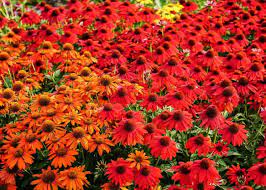Heirloom Red Echinacea Coneflower Seeds for Planting - Non-GMO Garden Seeds