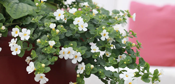Heirloom Non-GMO White Snowtopia Flower Seeds for Elegant Garden Borders and Winter Planting