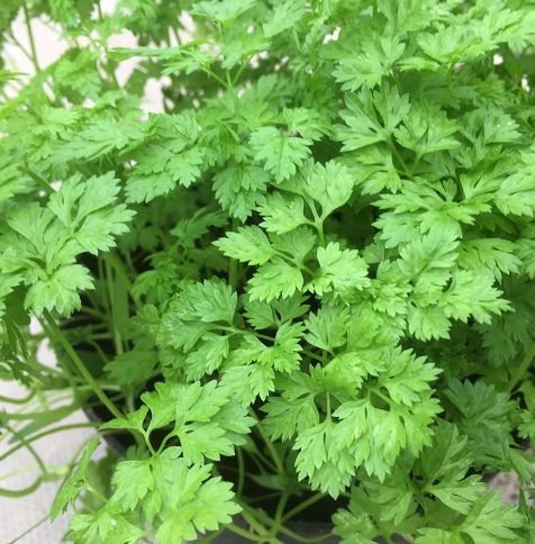 Fine Curled Organic Chervil Seed