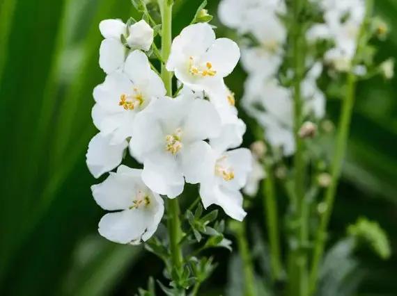 White Verbascum Flower Seeds for Planting - NON GMO Seeds Dhara Seeds