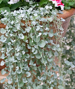 Silver Dichondra Plant Seeds for Planting - NON GMO Seeds Dhara Seeds