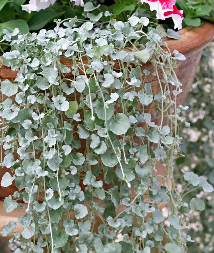 Silver Dichondra Plant Seeds for Planting - NON GMO Seeds Dhara Seeds