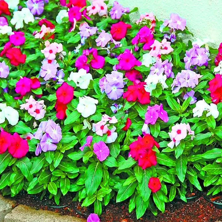 Mixed Vinca Flower Seeds for Planting - 100