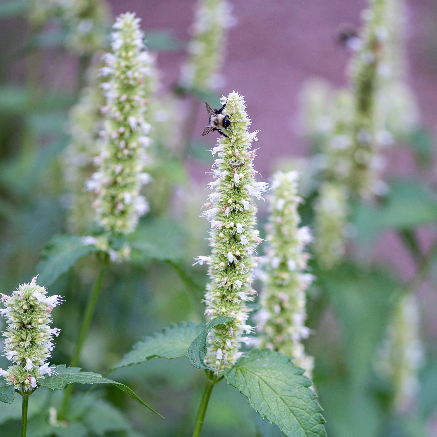 Agastache Licorice White Seeds