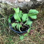 Green Epiphyllum Seeds for Planting - NON GMO Seeds Dhara Seeds