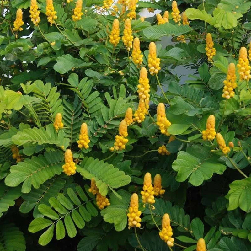 Heirloom Yellow Cassia Alata Flower Seeds – Non-GMO Seeds for Medicinal and Ornamental Garden Planting