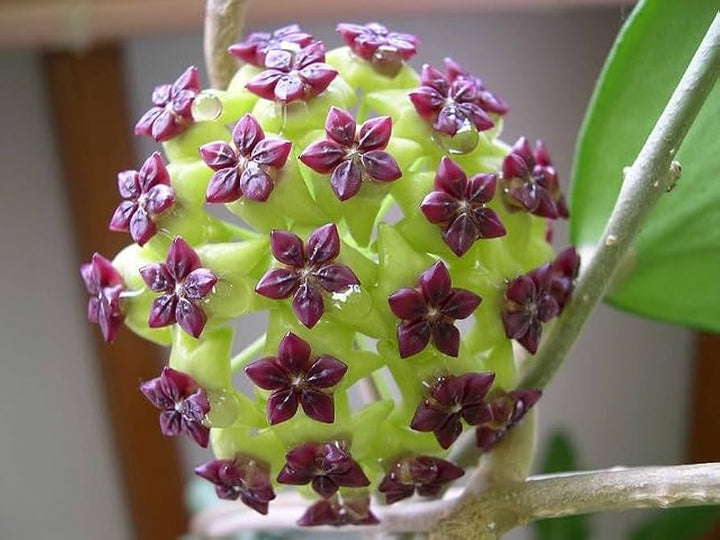 Carnosa Flower Seeds for Planting, Unique Texture, 100