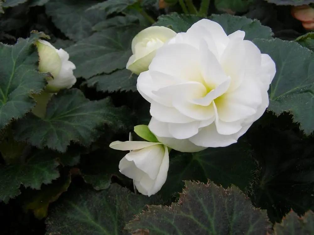 Tuberous Begonia Flower Seeds for Planting NON GMO Seeds Dhara Seeds