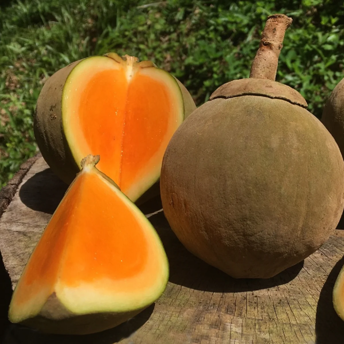 Quararibea Cordata (South American Sapote) – Sweet, Tropical Fruit with Exotic Flavor