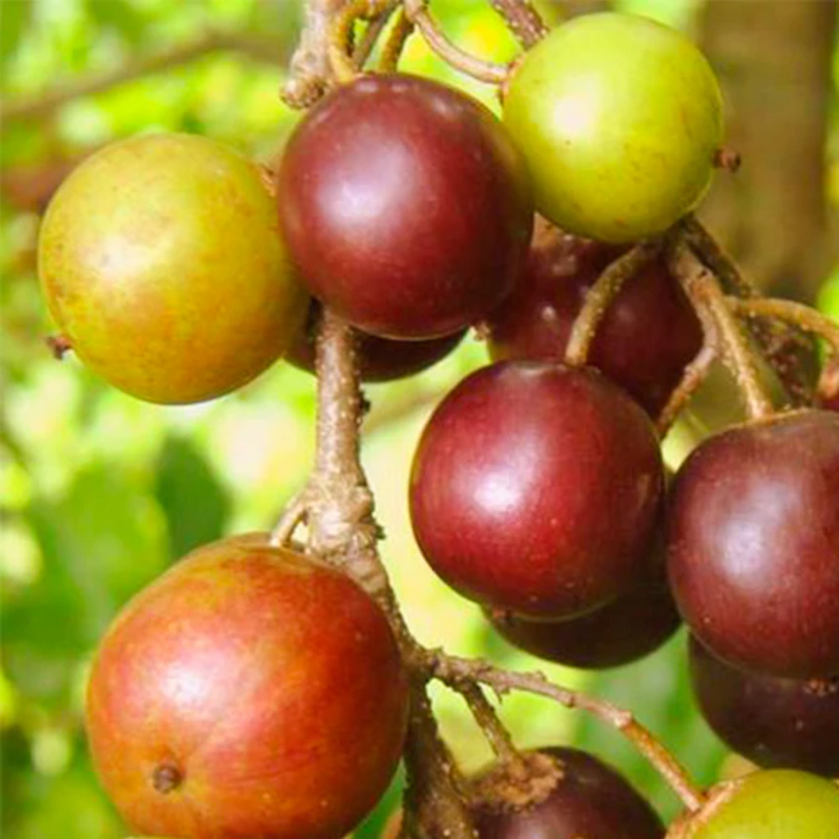 Governor’s Plum (Flacourtia indica)