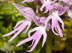 Orchis Italica Flower Seeds for Planting - 100 Dhara Seeds