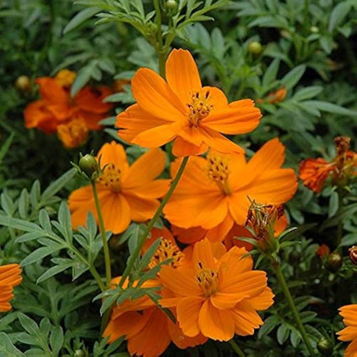 Orange Bell Orchid Seeds for Planting, NON GMO Seeds