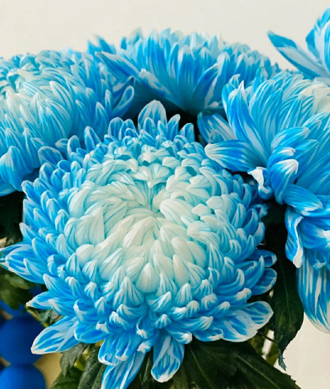 Light Blue Chrysanthemum Flower Seeds for Planting, NON GMO Seeds