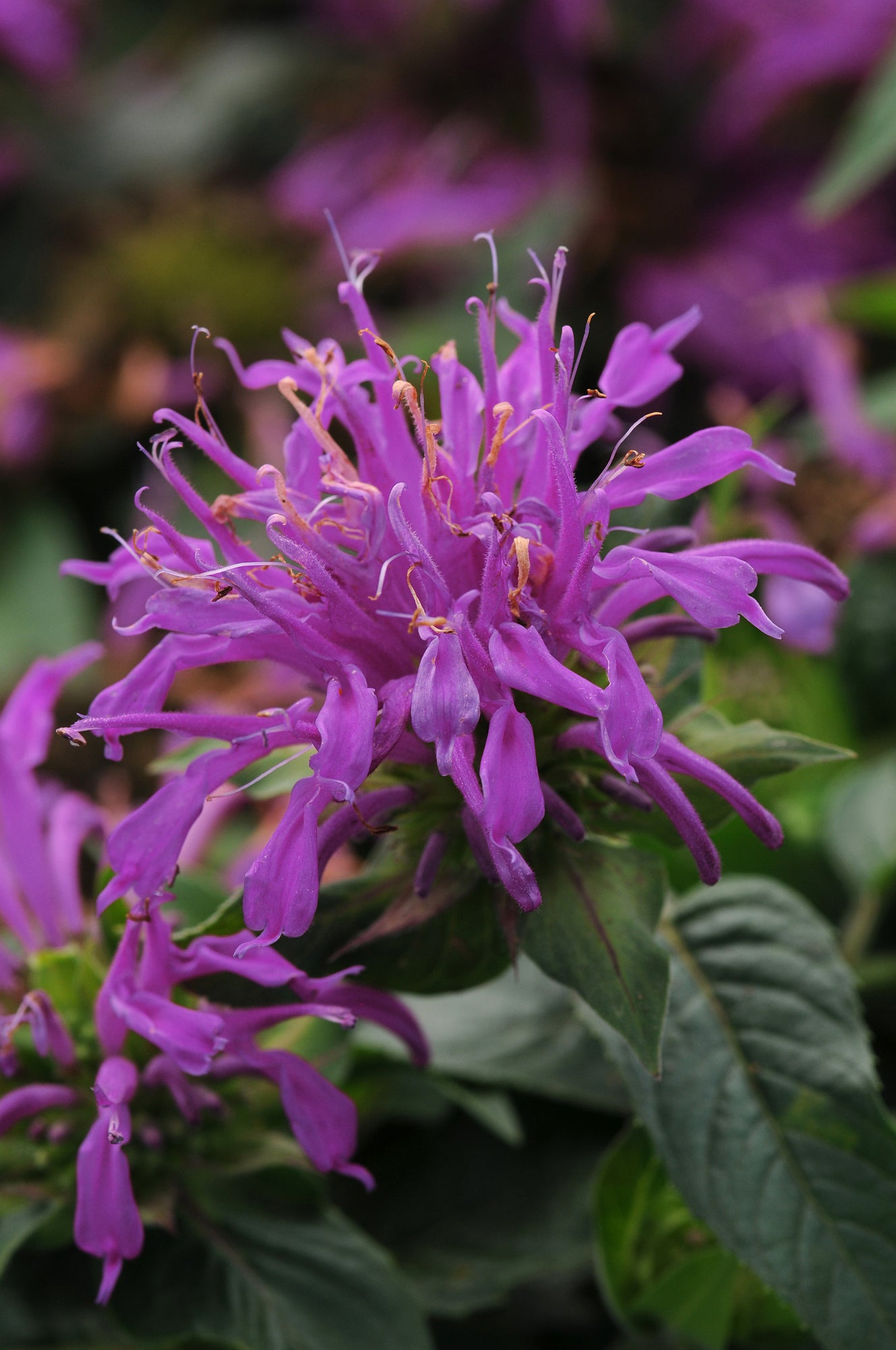 Monarda Balmy Lilac Bee Balm