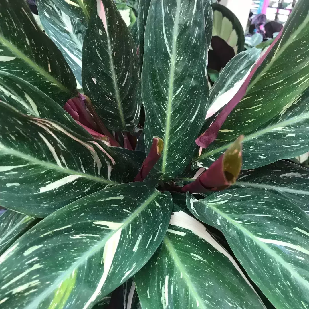 Green Calathea Seeds for Planting,Heirloom & Non-GMO Seeds
