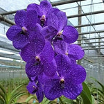 Heirloom Non-GMO Violet Vanda Orchid Flower Seeds for Garden Planting – Exotic Epiphytic Blooms Dhara Seeds