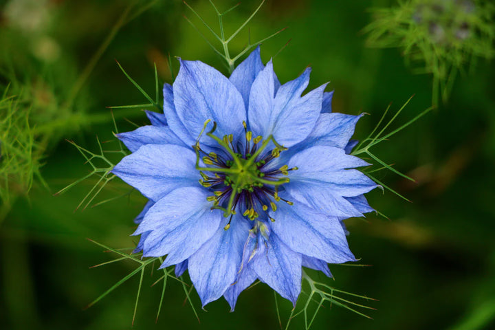 Blue Nigella Jekyll Flower Seeds for Planting - 100