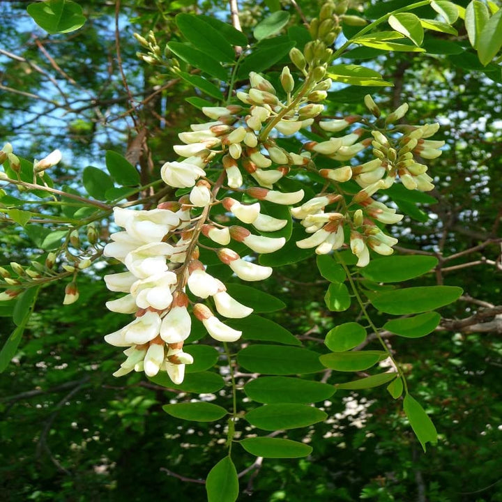 Robinia Plant Seeds for Planting - 100