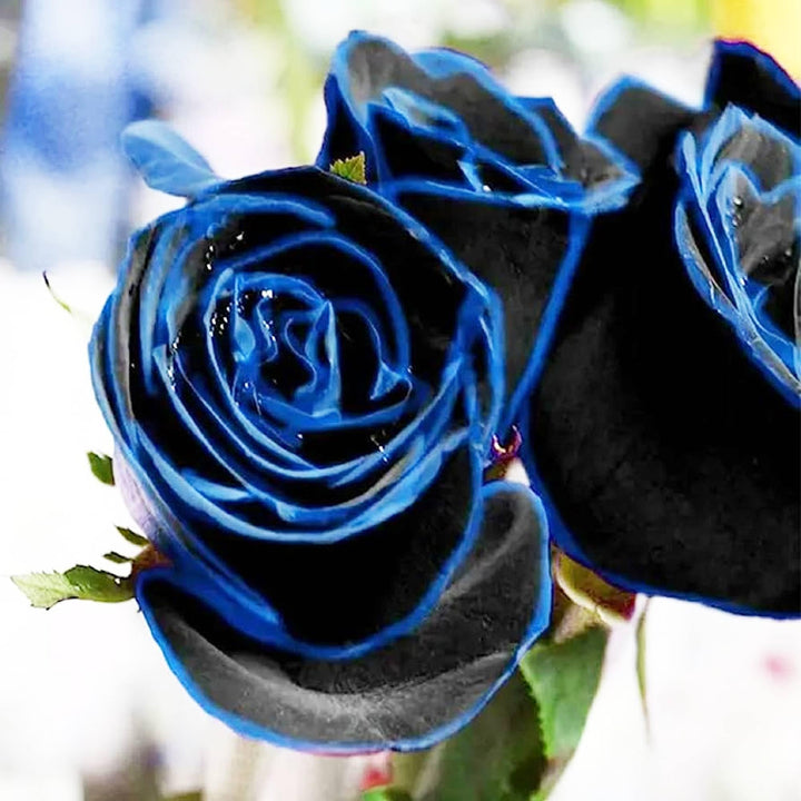Purple Black Supreme Rose Plant Seeds for Planting Non-GMO Heirloom Garden Seeds for Growing