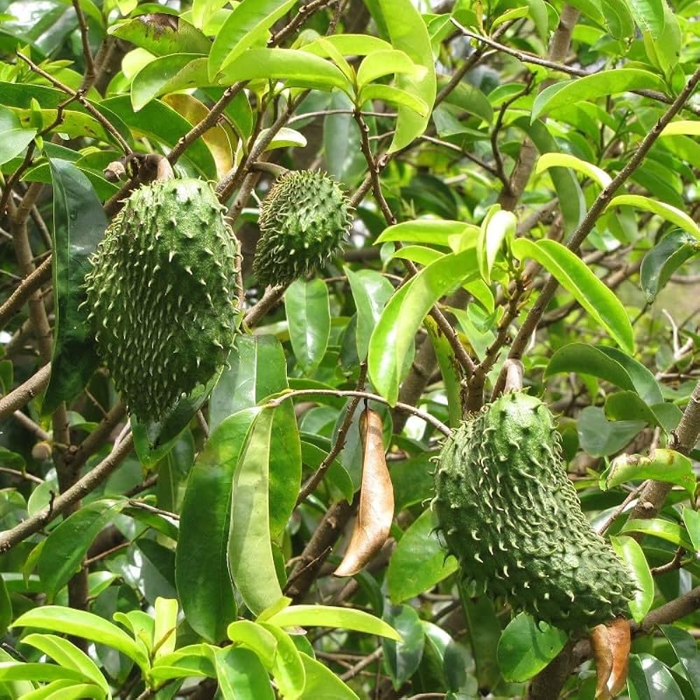 Guanabana Fruit Seed Collection for Tropical Delight