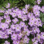 Lavender Linanthus Flower Seeds for Planting NON GMO Seeds Dhara Seeds