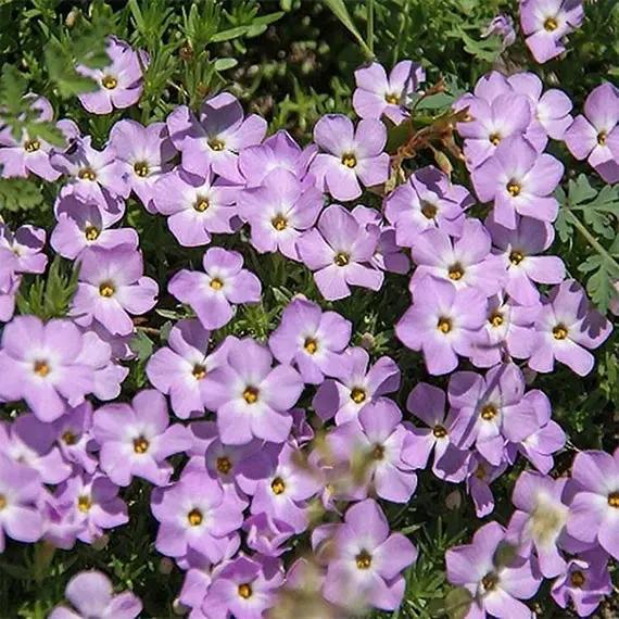 Lavender Linanthus Flower Seeds for Planting NON GMO Seeds Dhara Seeds