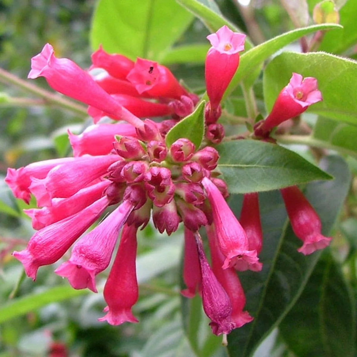 Elegans (Elegans scientific name) for planting in garden