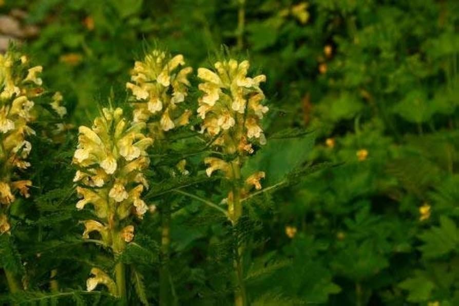 Yellow Pedicularis Lanceolata Flower Seeds for Planting - 100 seeds for planting in home garden