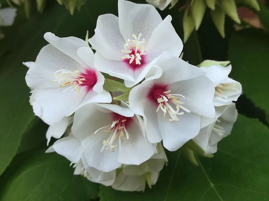 Dombeya Burgessiae Flower Seeds for Planting, NON GMO Seeds seeds for planting in home garden