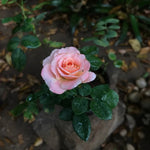 Miniature Rose Heirloom Non-GMO Seeds for Planting for planting in home garden