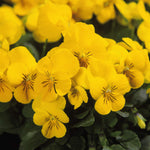 Heirloom Non-GMO Yellow Viola Flower Seeds for Planting – Bright Blooming Flower Seeds seeds for planting in home garden