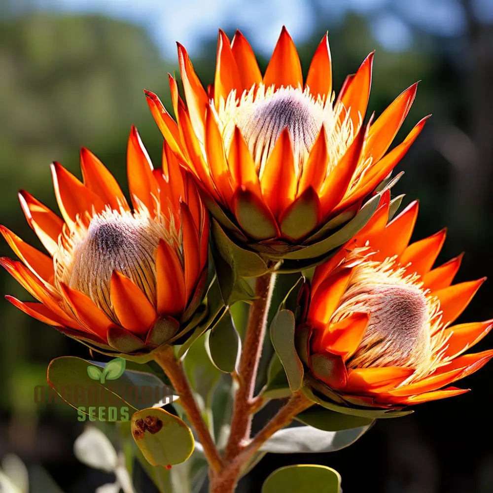 Orange Protea Flower Seeds for Planting - 100 seeds for planting in home garden