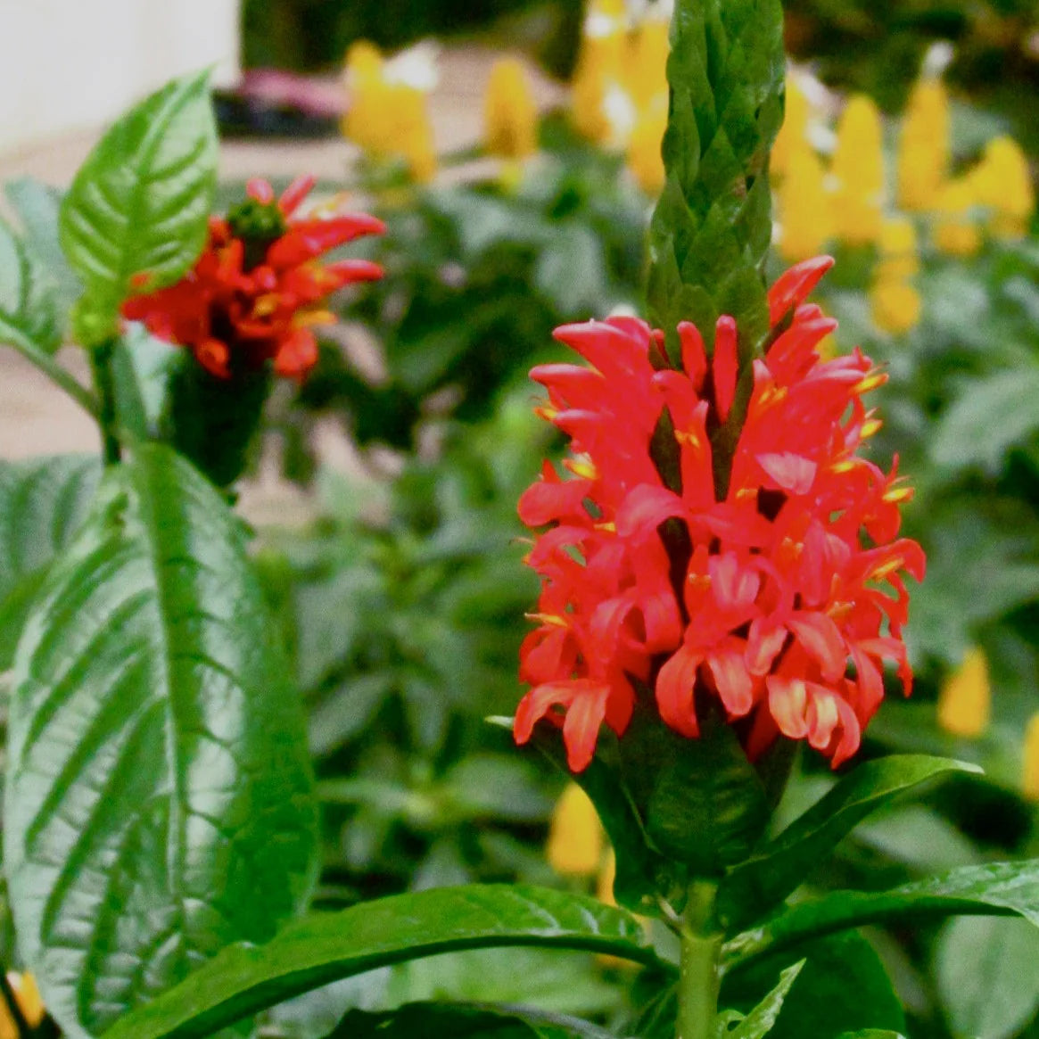 Red Pachystachys Flower Seeds for Planting - 100 seeds for planting in home garden