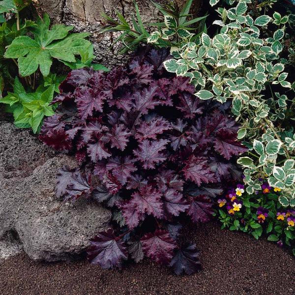 Purple Coral Bells Plant Seeds – Heirloom, Non-GMO Seeds for Planting Vibrant Garden Foliage seeds for planting in home garden