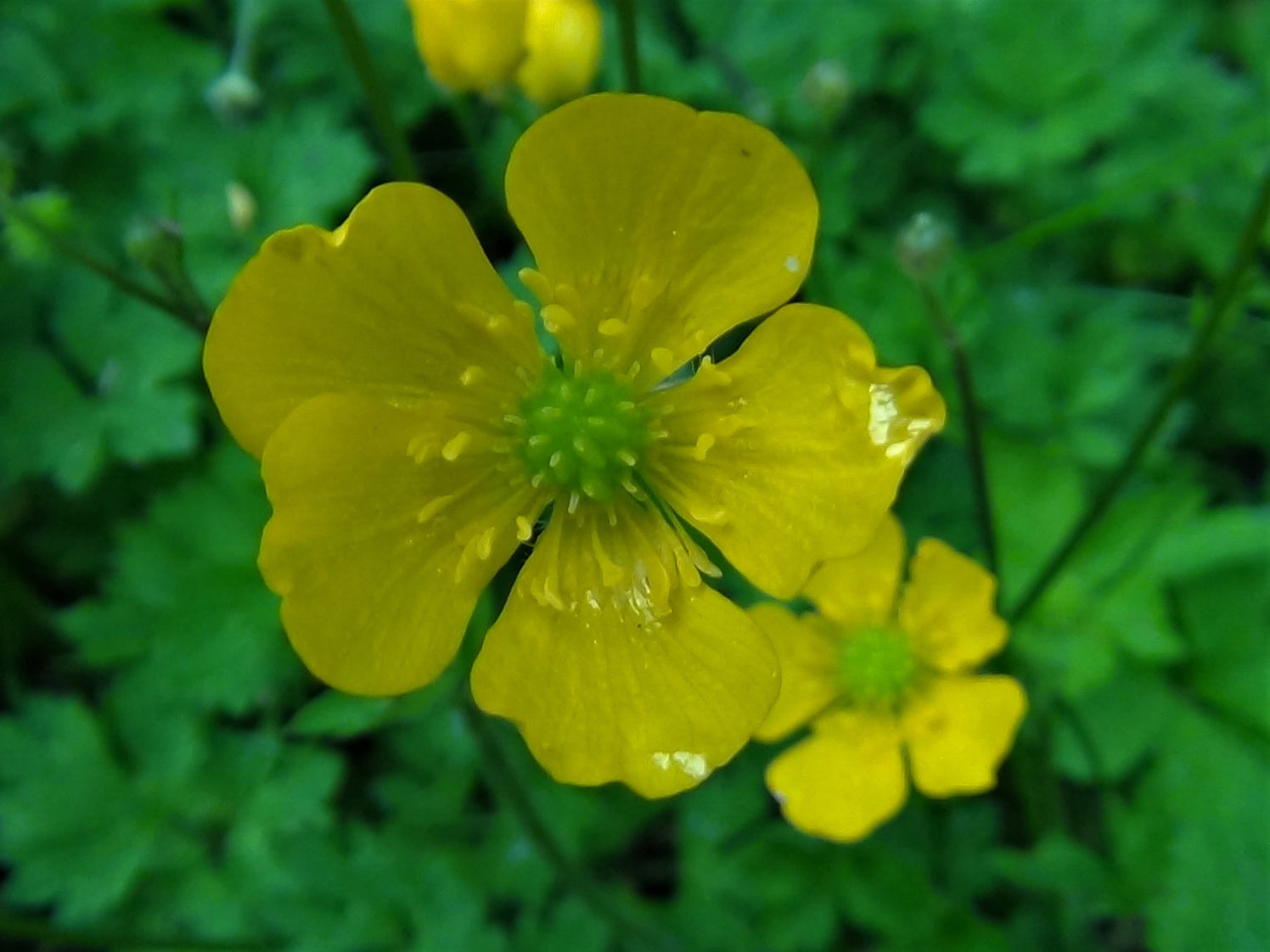 Yellow Buttercup Flower Seeds for Planting, 100 seeds for planting in home garden