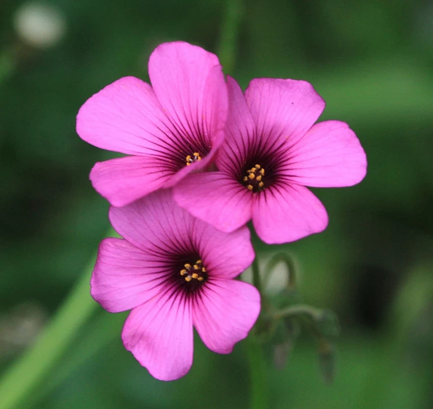 Pink Oxalis Laciniata Flower Seeds – Heirloom, Non-GMO Seeds for Planting Unique Garden Blooms seeds for planting in home garden
